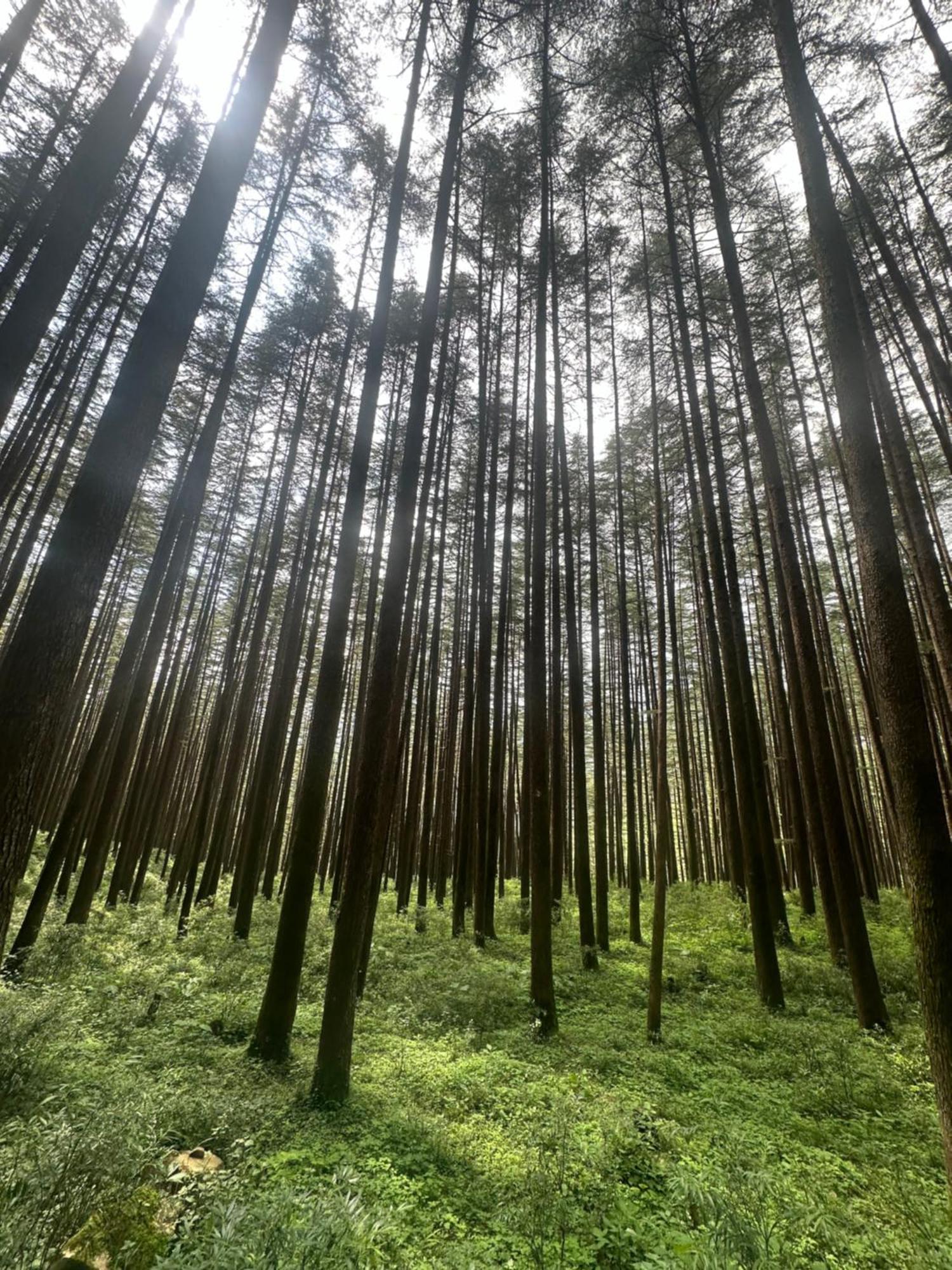 Deodar Village Homestay Devalsari Mussoorie Buitenkant foto